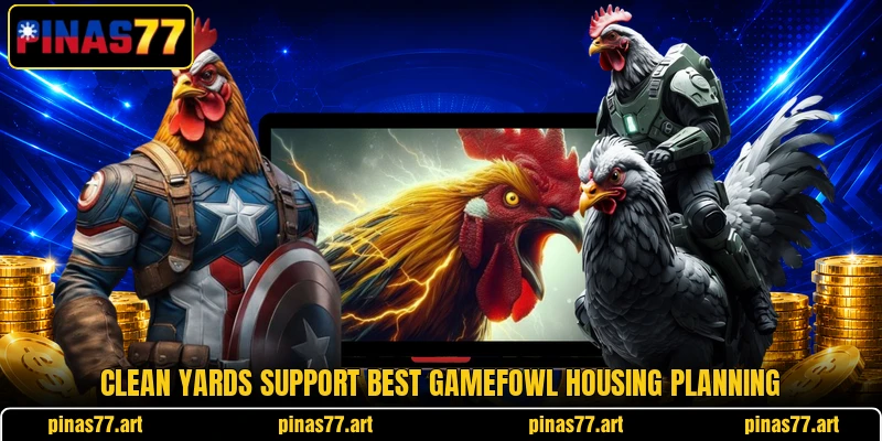 Clean yards support best gamefowl housing planning Clean yards support best gamefowl housing planning