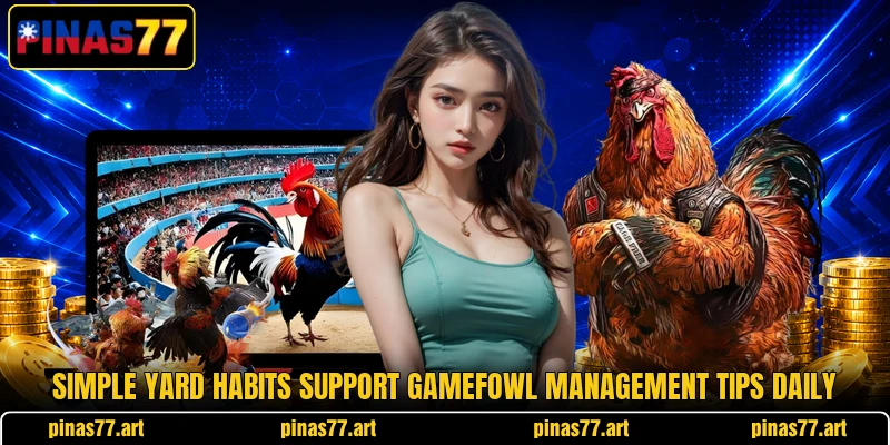 Simple yard habits support gamefowl management tips daily Simple yard habits support gamefowl management tips daily